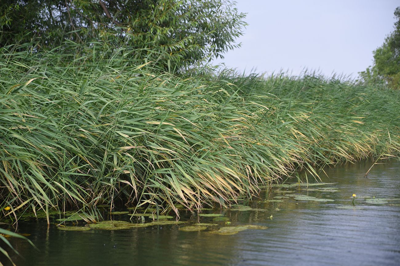 Изображение особи Phragmites australis.