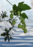 Humulus lupulus. Верхушка побега с соплодием. Татарстан, г. Казань, берег о. Нижний Кабан. 26.08.2024.