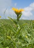 Inula orientalis. Верхушка цветущего растения. Карачаево-Черкесия, Зеленчукский р-н, гора Джисса, ≈ 1600 м н.у.м., субальпийский луг. 14.06.2024.