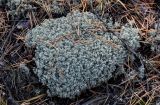 род Cladonia. Таллом, усыпанный хвоей сосны (Pinus sylvestris). Владимирская обл., Петушинский р-н, окр. с. Марково, сосняк. 23.09.2023.