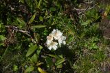 Rhododendron caucasicum. Цветущее растение. Чечня, Шаройский р-н, Снеговой хр., 1,5 км от пер. Цумандинский, выс. 2500 — 2600 м н.у.м., травянистый склон. 25 июня 2024 г.