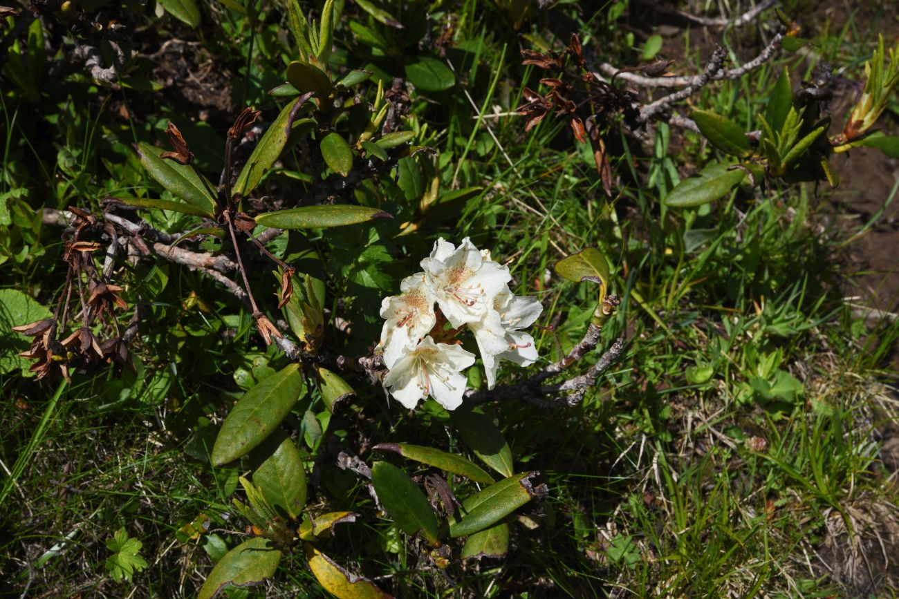 Image of Rhododendron caucasicum specimen.