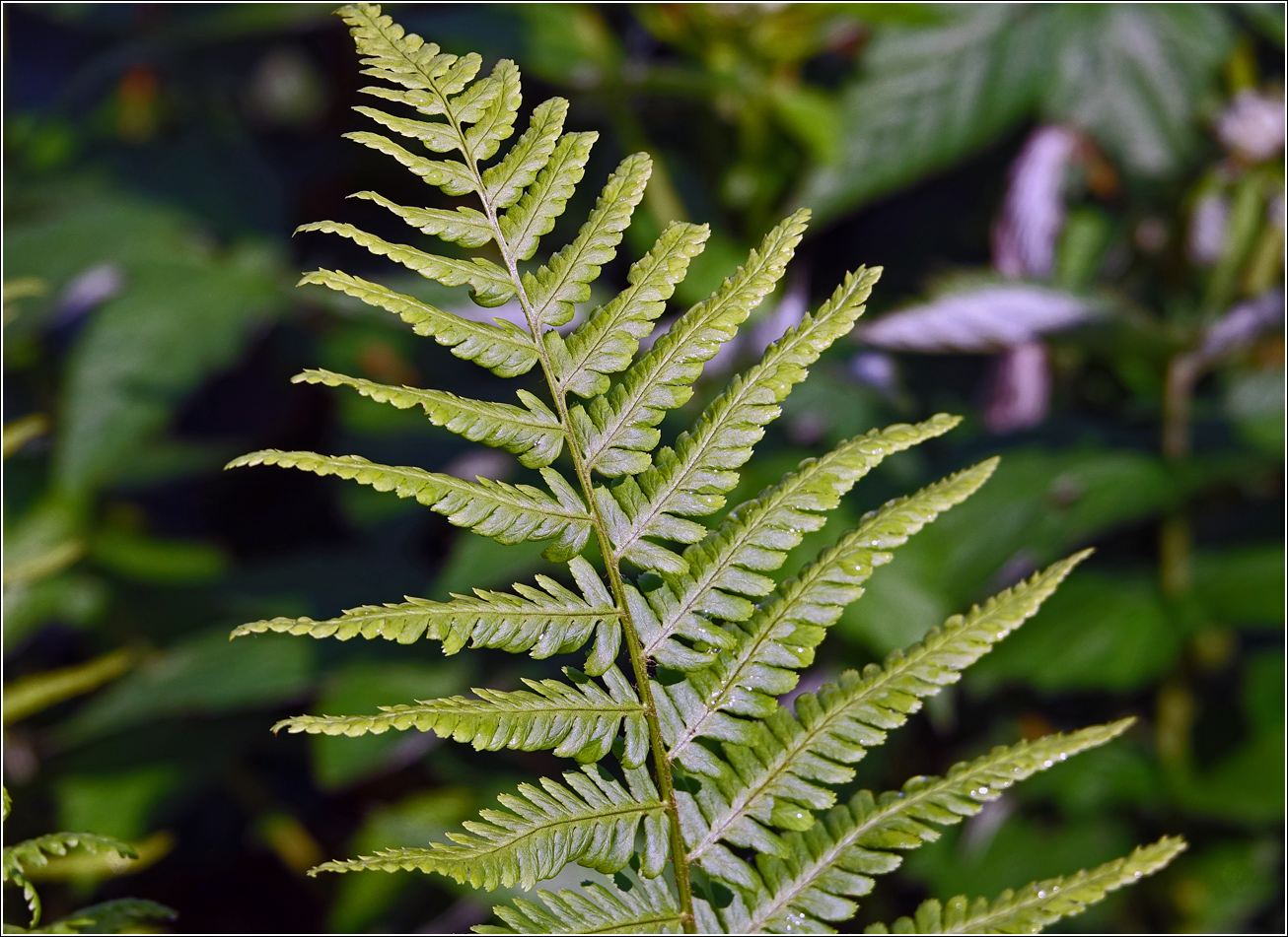 Изображение особи Dryopteris filix-mas.