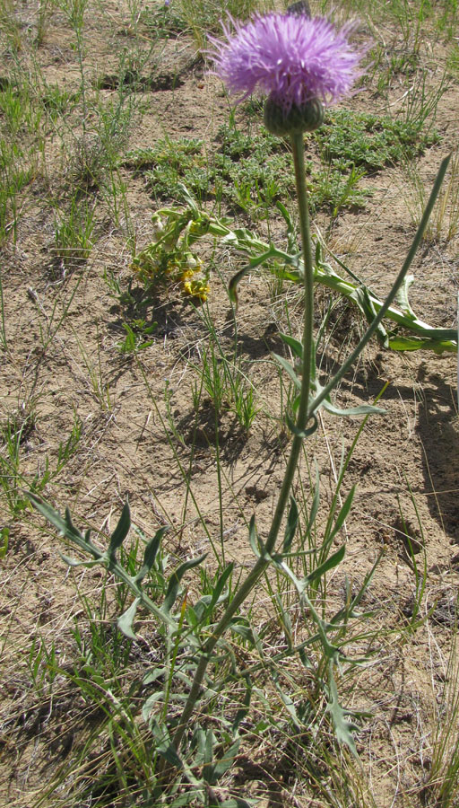 Image of Klasea centauroides specimen.