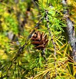 Larix gmelinii. Раскрытая шишка. Хабаровск, Хабаровский краевой парк имени Н.Н. Муравьёва-Амурского. 10.10.2024.