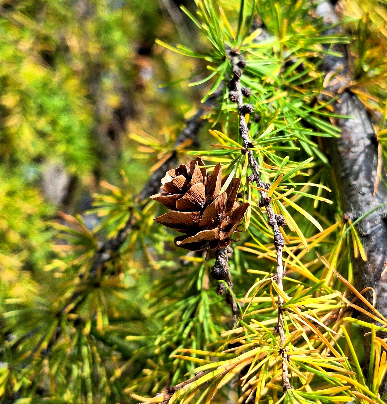 Изображение особи Larix gmelinii.