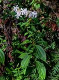 Saponaria officinalis form pleniflora