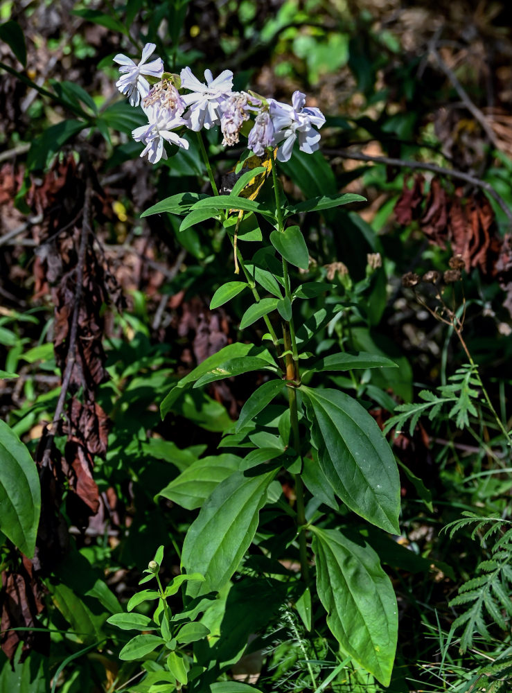 Image of Saponaria officinalis f. pleniflora specimen.