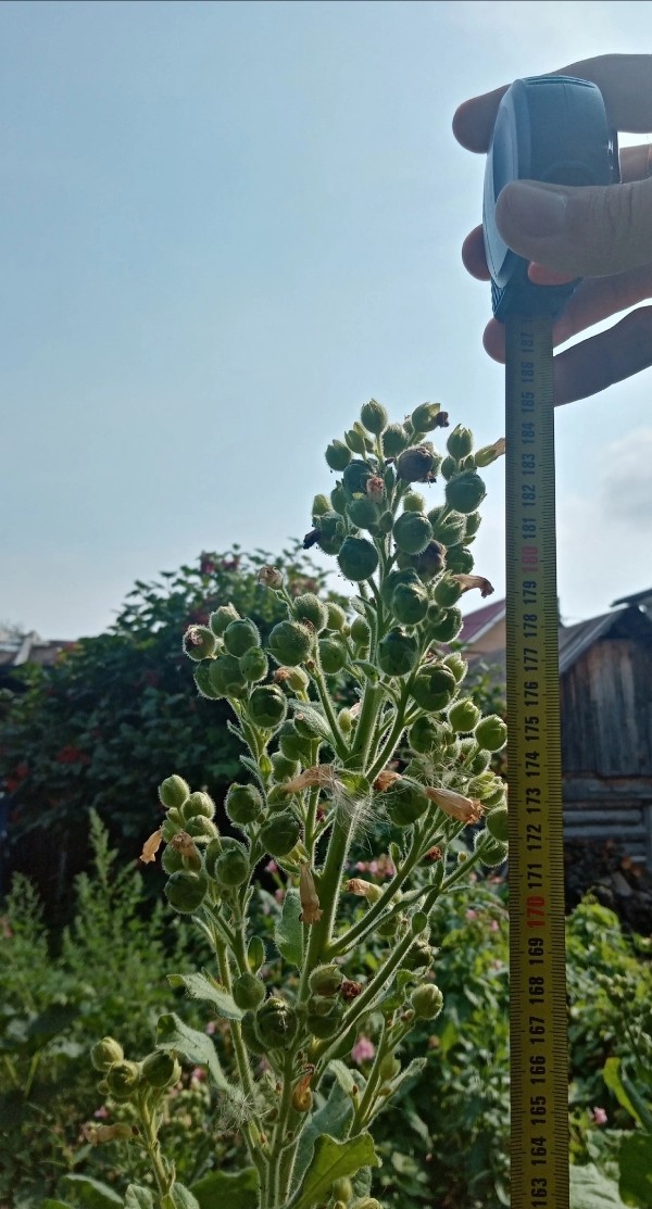 Изображение особи Nicotiana rustica.