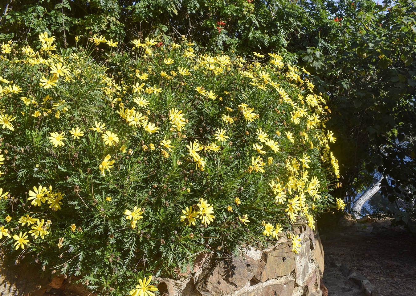 Image of Euryops pectinatus specimen.