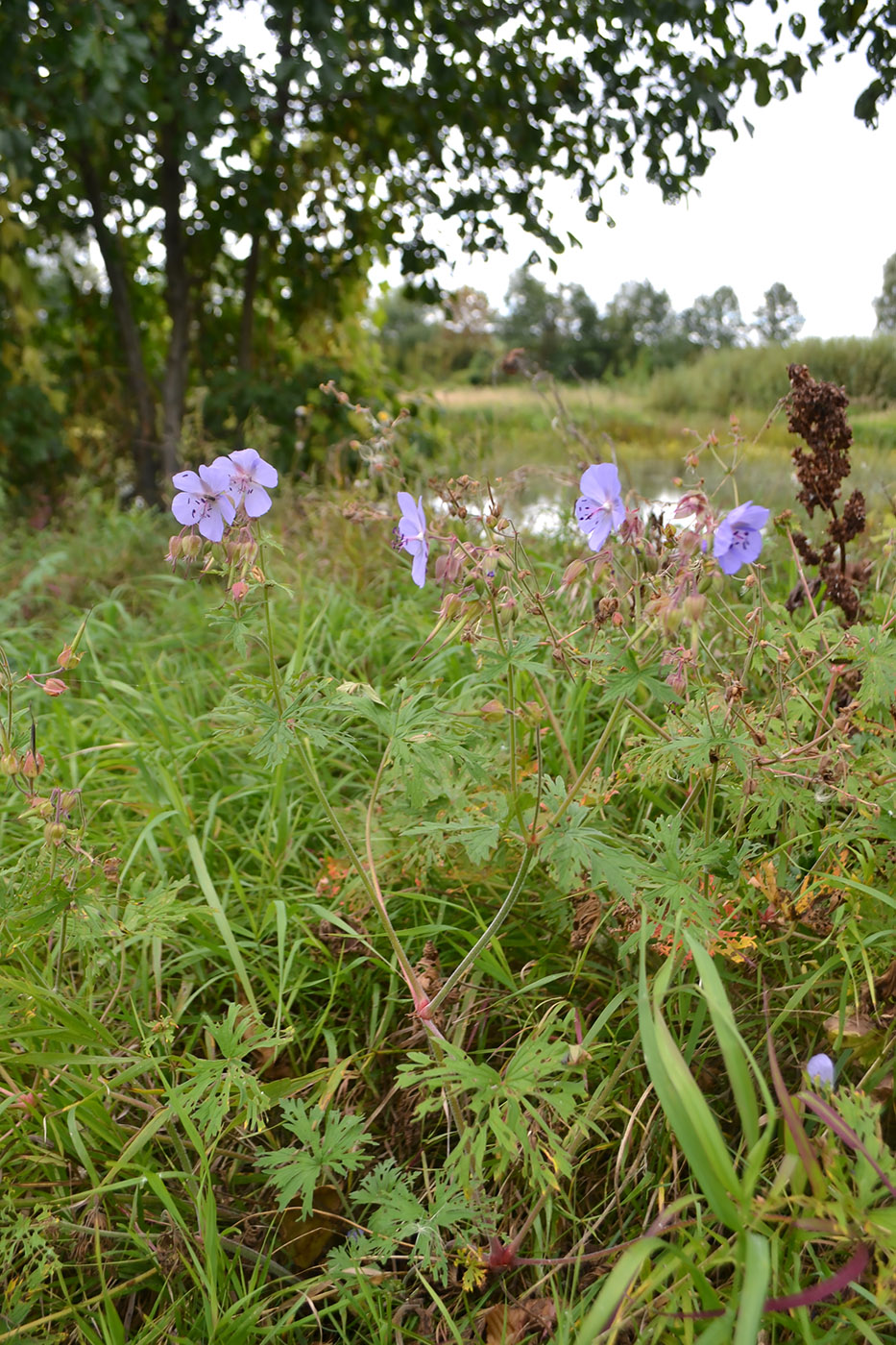 Изображение особи Geranium pratense.