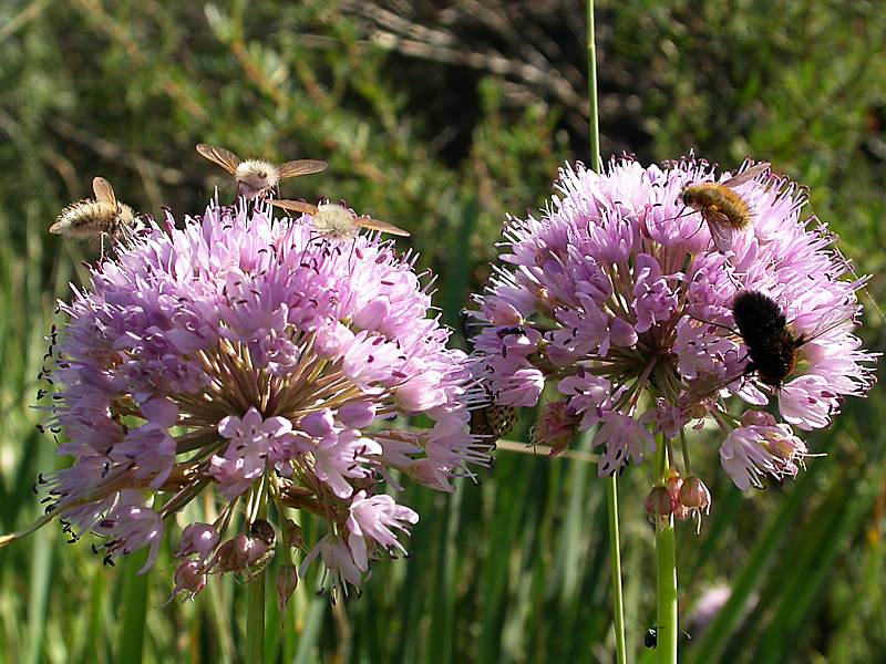 Изображение особи Allium senescens.