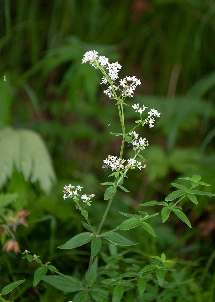 Image of Galium boreale specimen.