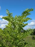 genus Robinia. Верхушка молодого растения. Беларусь, Витебская обл., окр. пос. Езерище, дендрарий, суходольный луг. 20.07.2024.