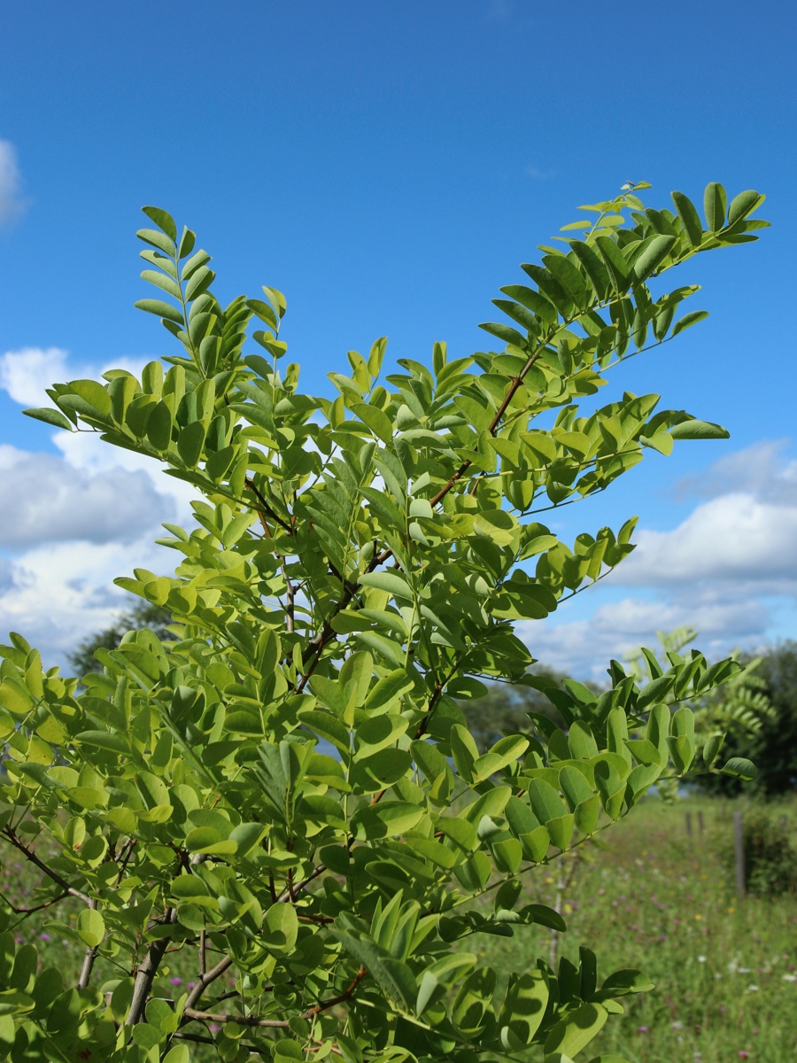 Image of genus Robinia specimen.