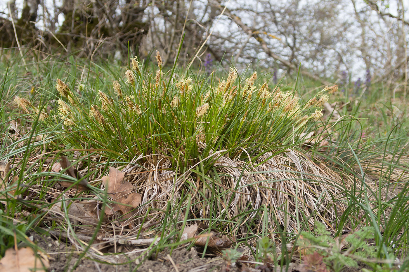 Изображение особи Carex halleriana.