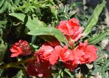 Impatiens balsamina. Цветки, бутон и листья. Узбекистан, Ташкентская обл., зап. отр. Чаткальского хр., окр. кишлака Учтерак, в культуре. 26.09.2015.
