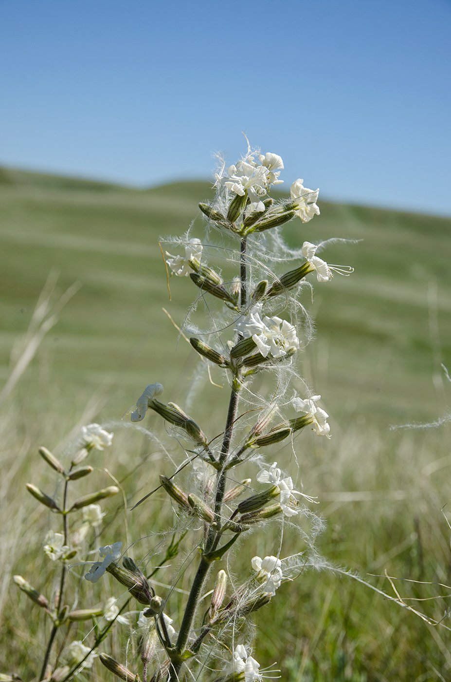 Image of Silene viscosa specimen.