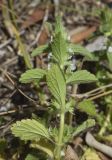 View full-size image Sideritis romana