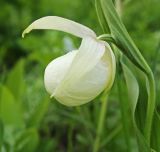 View full-size image Cypripedium macranthos