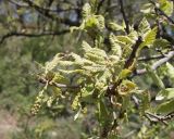 Quercus crenata. Ветка с мужскими соцветиями. Италия, Тоскана, окр. г. Монтеротондо-Мариттимо. 14.04.2011.