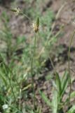 View full-size image Plantago lanceolata