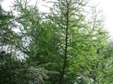 Larix cajanderi. Ветка, вид снизу. Сахалин, окр. г. Южно-Сахалинска. Август 2010 г.