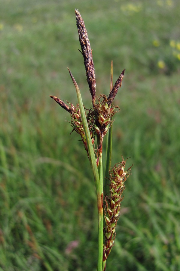 Изображение особи Carex cuspidata.