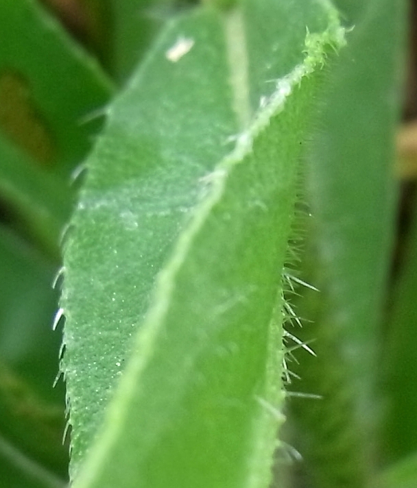 Изображение особи Echium vulgare.