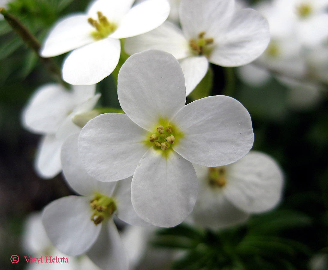 Image of Arabis caucasica specimen.