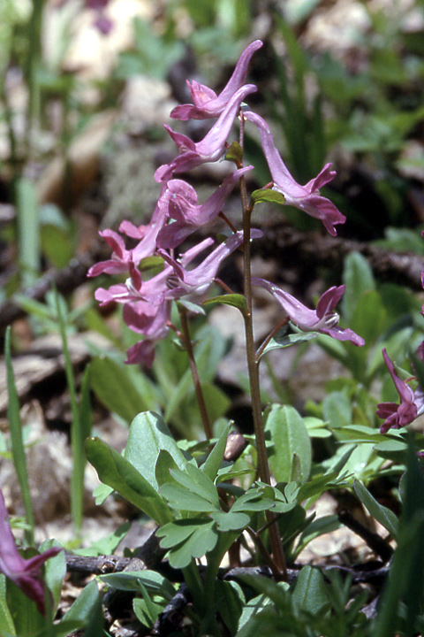 Image of Corydalis caucasica specimen.