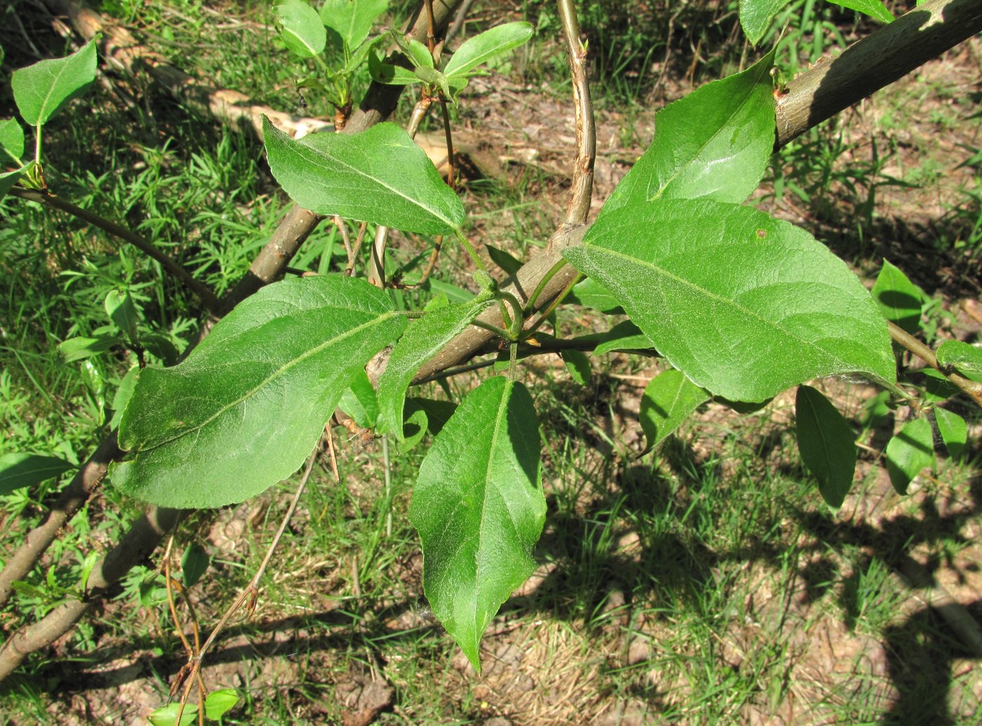 Image of genus Populus specimen.