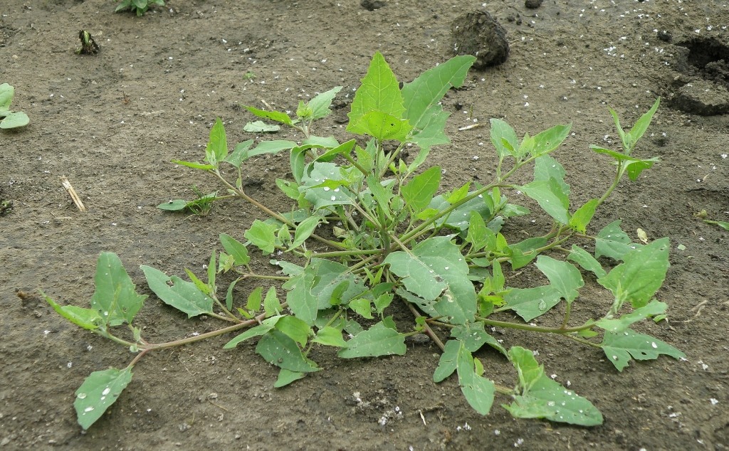 Image of Atriplex prostrata specimen.