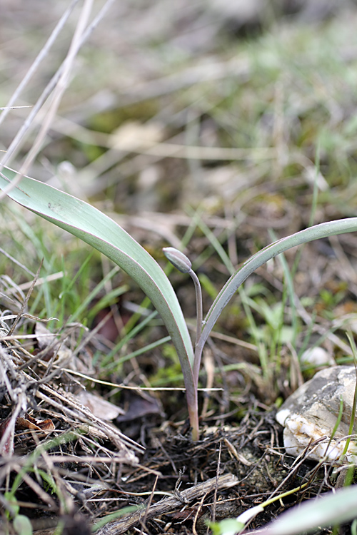 Image of Tulipa turkestanica specimen.