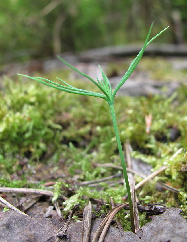 Изображение особи Pinus sylvestris.