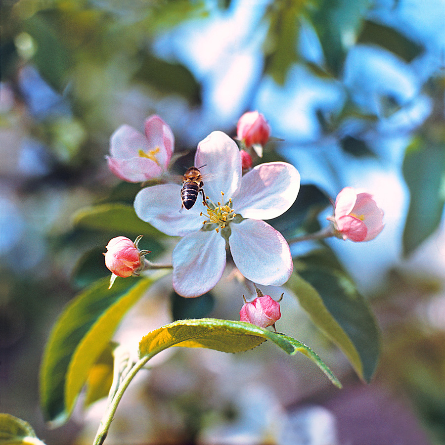 Изображение особи Malus domestica.