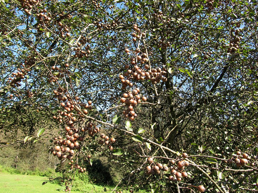 Image of Pyrus cordata specimen.