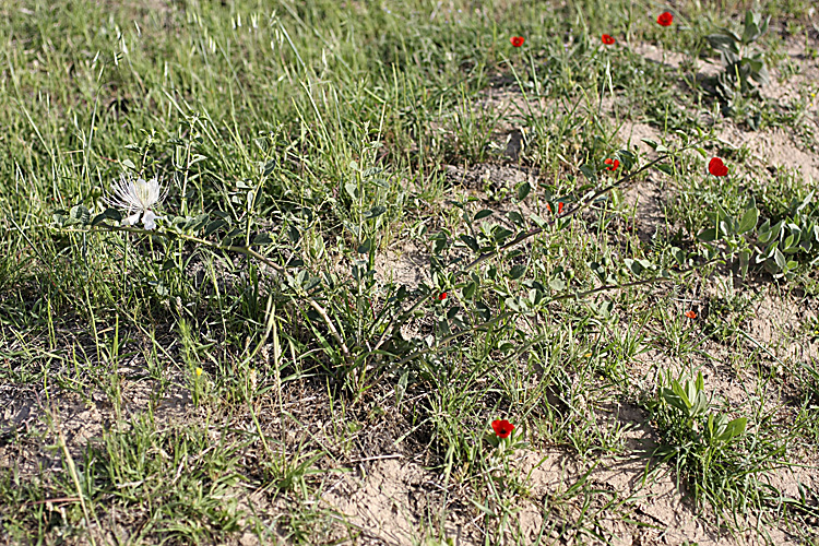 Image of Capparis herbacea specimen.