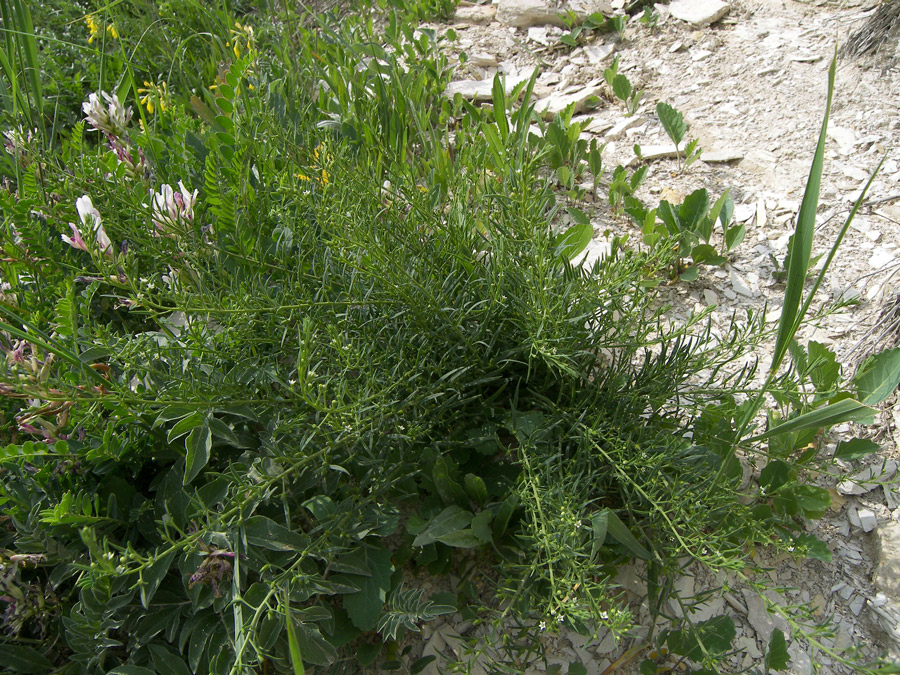 Image of Thesium ramosum specimen.