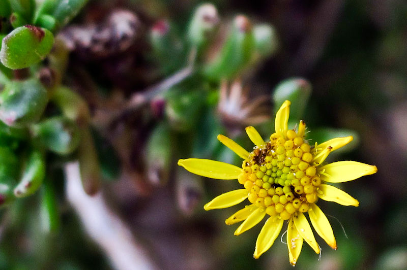 Изображение особи Limbarda crithmoides.