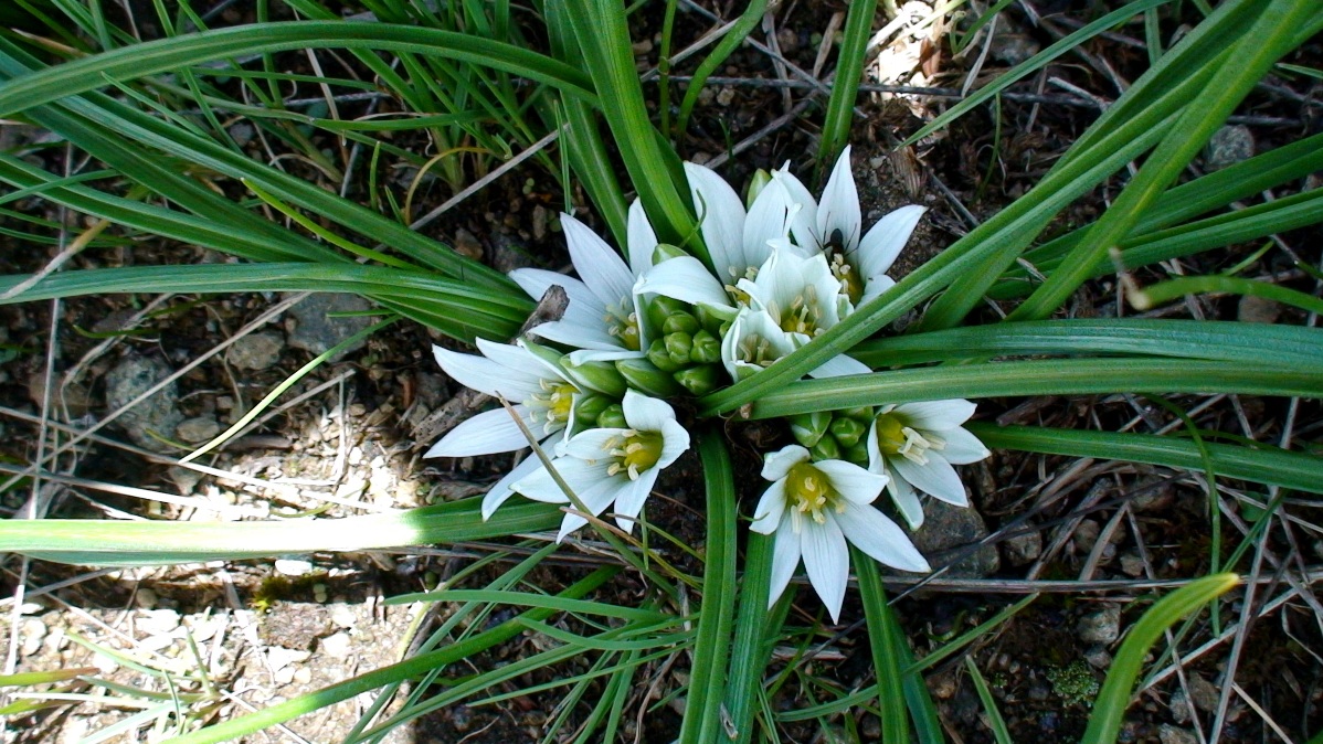 Image of Ornithogalum sigmoideum specimen.