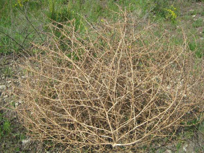 Image of Salsola tragus specimen.