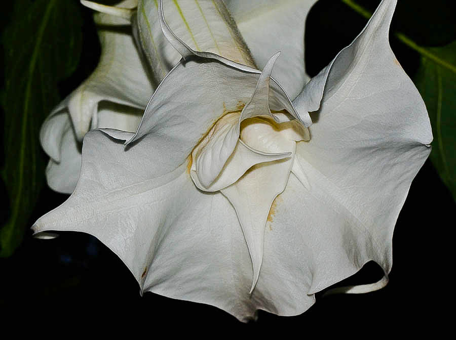 Image of Brugmansia arborea specimen.