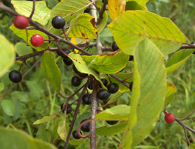 Изображение особи Frangula alnus.