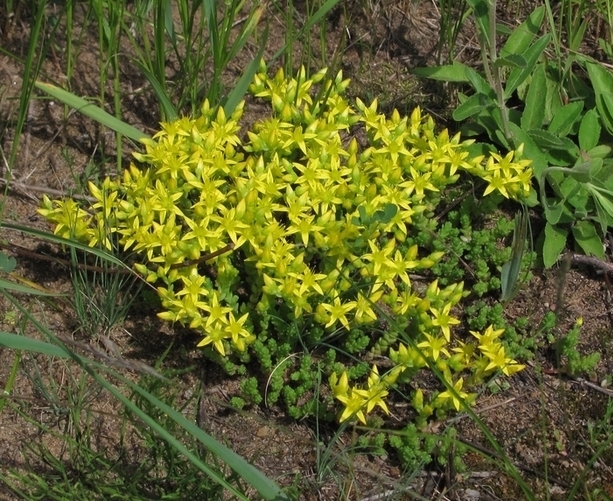 Image of Sedum acre specimen.