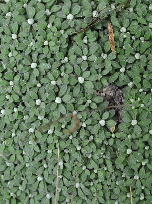 Image of Draba longisiliqua specimen.