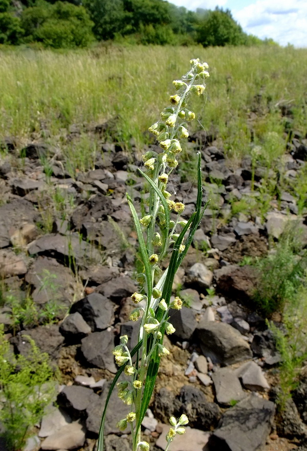 Изображение особи Artemisia selengensis.