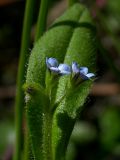 Myosotis sparsiflora