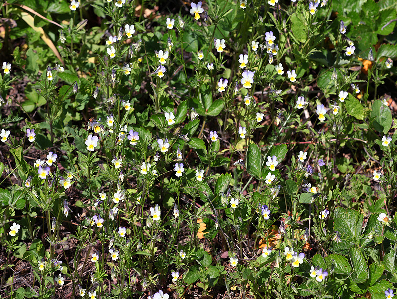 Изображение особи Viola tricolor.