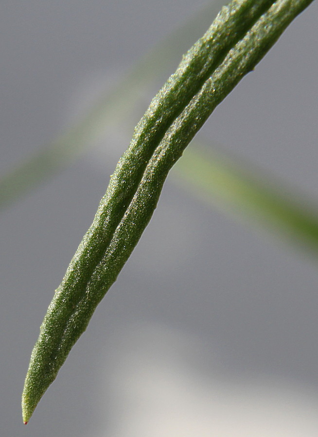 Image of Senecio inaequidens specimen.